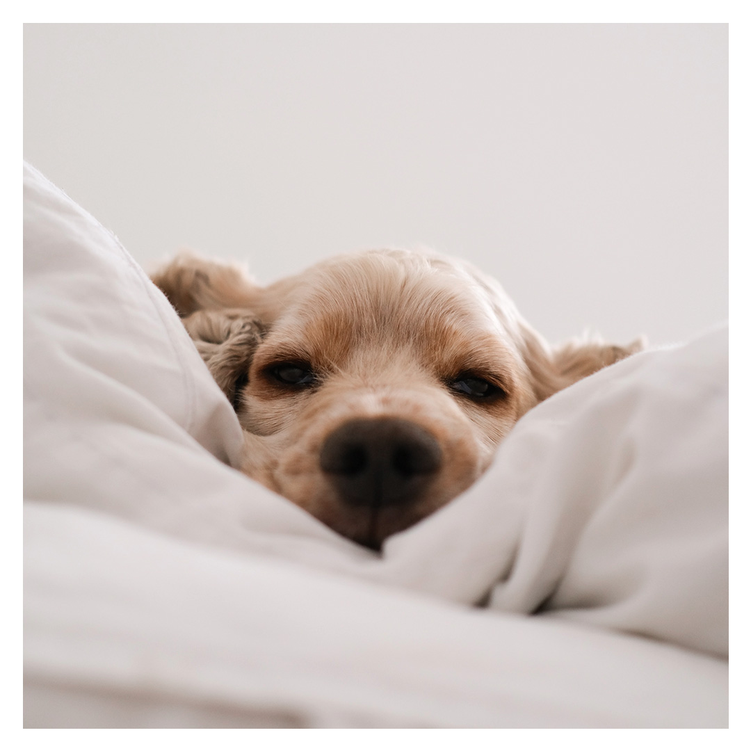 Hund in weichem Bett
